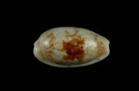 藏品(黑痣寶螺)的圖片